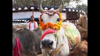 AARTI GAU MATA KI Directed By Sandeep Chugh [upl. by Eillib]