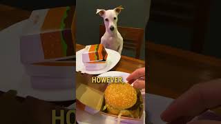 Dog Not Too Happy About his Hamburger 🤣 [upl. by Moyna]