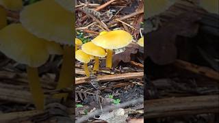 Mushroom Foraging uk foraging mushrooms forager [upl. by Nirtak]