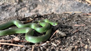 Utah amp Colorado Herping Finding Denver’s Rarest Snakes [upl. by Ahsel418]