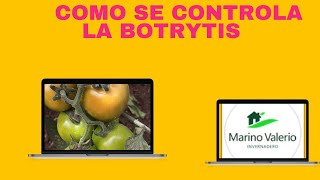 BOTRYTIS EN TOMATE [upl. by Rubi]