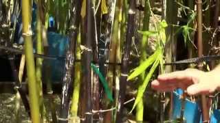 Bambusa Lako or Black Bamboo from Bamboo Plants Online [upl. by Encratia145]