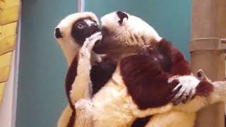 Coquerels sifaka grooming [upl. by Nasus]