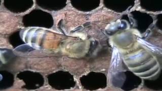 VSH Bee Behavior [upl. by Damal605]