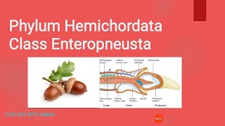 Phylum Hemichordata Class Enteropneusta [upl. by Asial]