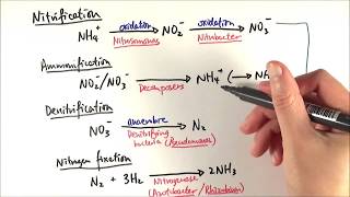 A2 Biology  Reactions in the nitrogen cycle OCR A Chapter 233 [upl. by Anirazc]