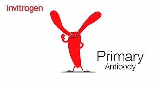 Introducing Invitrogen Primary Antibody [upl. by Ennaehr957]