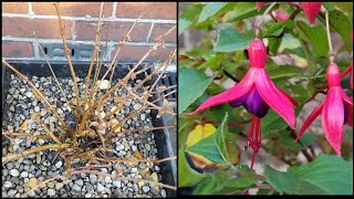 How to care for hardy fuchsia plants  container flower gardening [upl. by Beeson]