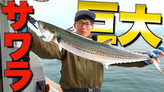 普通じゃない釣り方で巨大サワラを仕留める！！【ライトジギング】 [upl. by Helms854]