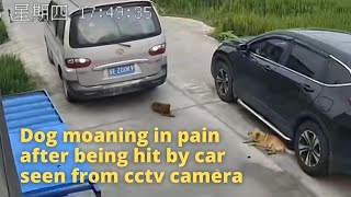 Dog moaning in pain after being hit by a car seen from cctv camera [upl. by Dublin]