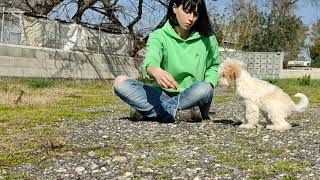 Lagotto Romagnolo puppy training [upl. by Snashall864]