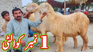 badoo bhai ki pure belli mundri bherin at bismillah goat farm dera ghazi khan sheep business [upl. by Anthiathia763]