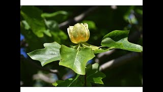 Tulípero  Tulipanero Liriodendron tulipifera [upl. by Grissom]