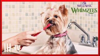 Why You Should Brush Your Dogs Teeth  WHIMZEES by Wellness [upl. by Friederike]