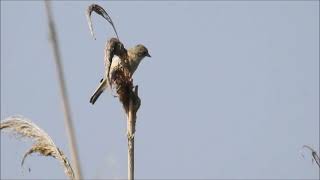 Penduline Tit [upl. by Ezarra]