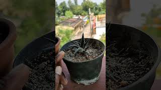 Haworthia Plant [upl. by Ajed]