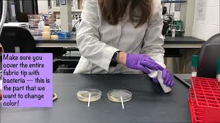 Oxidase Assay [upl. by Bathsheba]