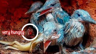 KELAPARAN‼️ ANAK BURUNG DI BERI MAKAN KADAL DAN KUMBANG TANDUK [upl. by Mikihisa834]