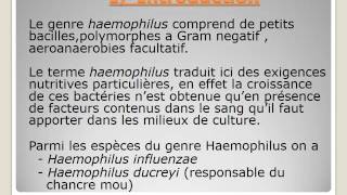 MICROBIOLOGIE HAEMOPHILUS [upl. by Dnaltroc]