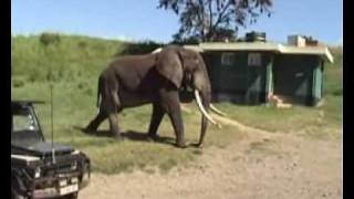 Wildlife in the Ngorongoro crater 2 [upl. by Ettelocin441]