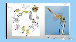 lecture 7 prosthogonimus ovatus parasite typing mistake prothogonimus [upl. by Lenny969]