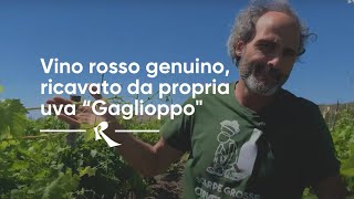 Sergio Arcuri Cirò Marina  Vino rosso genuino ricavato da propria uva “Gaglioppoquot [upl. by Ahset]