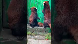 Red panda what are you doing redpanda animals cute [upl. by Eenitsed]