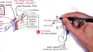 Clinical Anatomy  Lower Limb Bones Inguinal ligament Hip Knee and ankle Joints [upl. by Alihet]