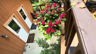 New Guinea Impatiens hanging baskets [upl. by Odinevneib]