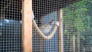 Male Mexican Speckled Bobwhite Quail Call In Our Garden Aviary [upl. by Eniawed]