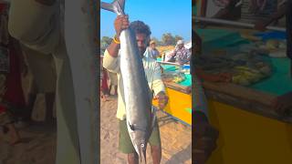 fishing fishermanmind beachfishing sealife fullvideo link 👇👇👇👇👇 [upl. by Maye]