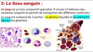 Histologie  Le tissu osseux  Globules rouges  Globules blancs  Plaquettes [upl. by Aurea]