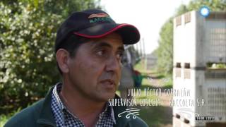 Locos por el campo  Cosecha de limones 1 de 2 [upl. by Noll]