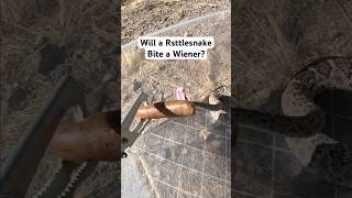 Will a rattlesnake bite a wiener snake rattlesnake [upl. by Gerald]