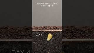 Growing Orange Tree from seed timelapse plants [upl. by Neela]