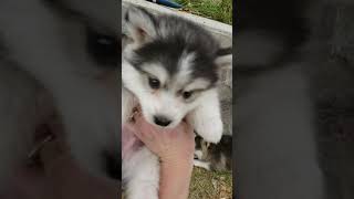 Micro Pomsky Puppies For Sale [upl. by Nivle]