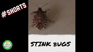 GET RID OF STINK BUGS SHORTS [upl. by Raymonds]