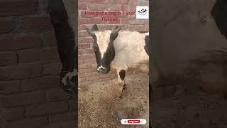 dehorning horn disbudding cattle cow veterinarymedicine animals vet [upl. by Idonna]