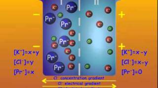 3 GibbsDonnan Equilibrium [upl. by Harberd]