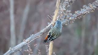 Nature video A Spotted Pardalote Pardalotus punctatus gathers nesting material for its nest [upl. by Karole]