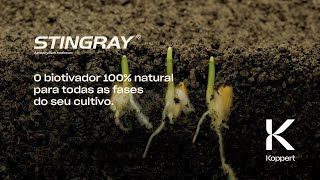 Stingray Ascophyllum nodosum O biotivador 100 natural para todas as fases do seu cultivo [upl. by Mcmahon]