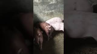 Piglets baboyan livestockfarming backyardhograiser animals [upl. by Kyd874]