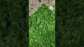 Amazon rainforest Drone footage captures illegal deforestation in Brazil [upl. by Marjana]