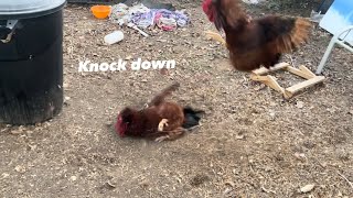 Rooster fighting for dominance [upl. by Han]