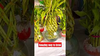 Amazing Way to Grow Lucky Bamboo [upl. by Hibbs]