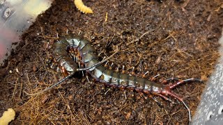 블랙기간티아가 탈피하고 등갑은 커졌지만 발색은 아직 유체발색  블기간 근황  Scolopendra gigantea quotBlackquot  Black gigantea centipede [upl. by Jopa258]