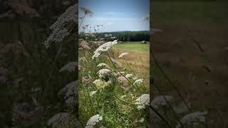 Out on the trails in the Haute Vienne hautevienne originalcompositions velo vtt hautevienne87 [upl. by Inajna915]