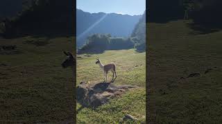 Machu Picchu relaxing nature travel jalanjalan peru machupicchu healing [upl. by Anilatac]