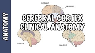 Clinical Anatomy  Cerebral Cortex lobes injury and clinical signs [upl. by Ystap]