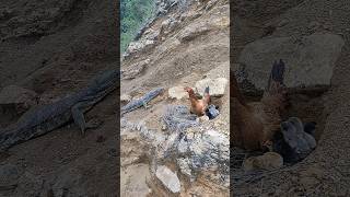 Amazing Komodo Dragon wants to eat chicken in the mountainskomodo shorts [upl. by Atirat]